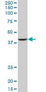 RNF2 Antibody in Western Blot (WB)