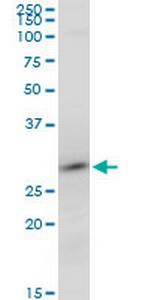 RNF2 Antibody in Western Blot (WB)