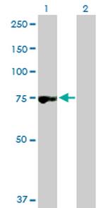 RNPEP Antibody in Western Blot (WB)