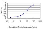 RORA Antibody in ELISA (ELISA)