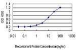 RPL10 Antibody in ELISA (ELISA)