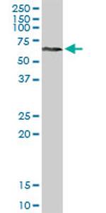 RPS6KA3 Antibody in Western Blot (WB)