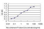 RPS6KB1 Antibody in ELISA (ELISA)