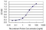 RPS6KB1 Antibody in ELISA (ELISA)