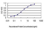 RRM2 Antibody in ELISA (ELISA)