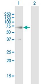 RTN2 Antibody in Western Blot (WB)