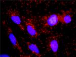 RXRA Antibody in Proximity Ligation Assay (PLA) (PLA)