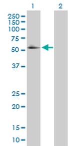 RXRA Antibody in Western Blot (WB)