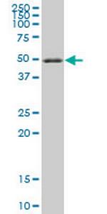 RXRA Antibody in Western Blot (WB)