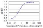 S100B Antibody in ELISA (ELISA)