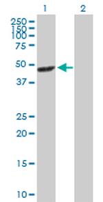 MAPK12 Antibody in Western Blot (WB)