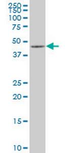 MAPK12 Antibody in Western Blot (WB)