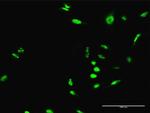 SCML1 Antibody in Immunocytochemistry (ICC/IF)