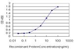 SCN2B Antibody in ELISA (ELISA)