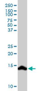 SCT Antibody in Western Blot (WB)