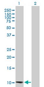 CCL13 Antibody in Western Blot (WB)