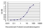 CCL15 Antibody in ELISA (ELISA)