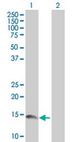 CCL24 Antibody in Western Blot (WB)