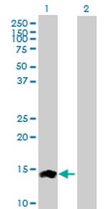 CCL24 Antibody in Western Blot (WB)