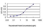 CX3CL1 Antibody in ELISA (ELISA)