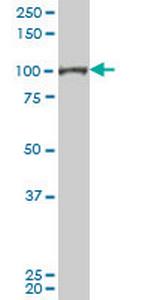 SFPQ Antibody in Western Blot (WB)