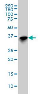 SFTPD Antibody in Western Blot (WB)