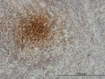 SFTPD Antibody in Immunohistochemistry (Paraffin) (IHC (P))