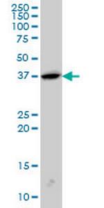 SH3GL2 Antibody in Western Blot (WB)