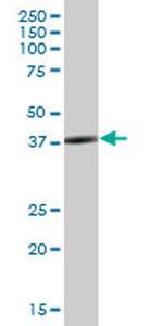 SH3GL3 Antibody in Western Blot (WB)