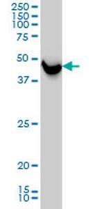 SHMT1 Antibody in Western Blot (WB)