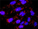 SKP1 Antibody in Proximity Ligation Assay (PLA) (PLA)