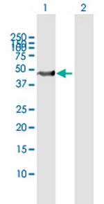 SKP2 Antibody in Western Blot (WB)