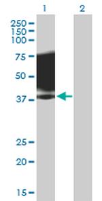 SLAMF1 Antibody in Western Blot (WB)