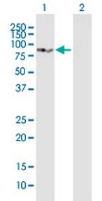 SLC3A1 Antibody in Western Blot (WB)