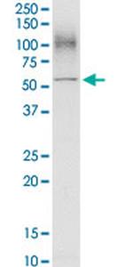SLC3A2 Antibody in Western Blot (WB)