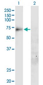 SLC20A1 Antibody in Western Blot (WB)