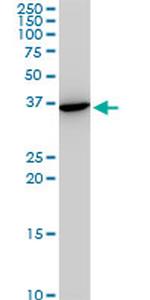 SNAI2 Antibody in Western Blot (WB)