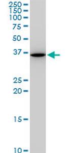 SNAI2 Antibody in Western Blot (WB)