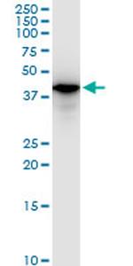 SMARCB1 Antibody in Western Blot (WB)