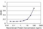 SNCB Antibody in ELISA (ELISA)