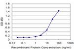 SNCB Antibody in ELISA (ELISA)