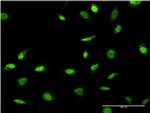 SNAPC4 Antibody in Immunocytochemistry (ICC/IF)