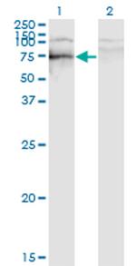 SOX9 Antibody in Western Blot (WB)