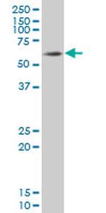 SOX9 Antibody in Western Blot (WB)