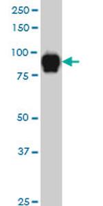 SP1 Antibody in Western Blot (WB)