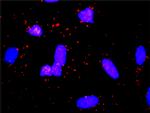 SPP1 Antibody in Proximity Ligation Assay (PLA) (PLA)