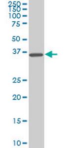 SPP1 Antibody in Western Blot (WB)