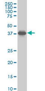 SPP1 Antibody in Western Blot (WB)