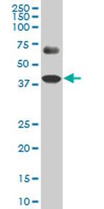 SPP1 Antibody in Western Blot (WB)