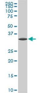 SPP1 Antibody in Western Blot (WB)